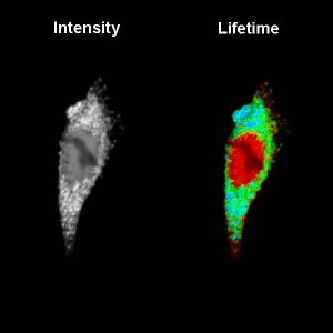 Binding study between N-WASP and TOCA-1 proteins in CHO cells which are involved in filopodia and vesicle formation. A shorter donor fluorescence lifetime due to FRET indicates protein binding.
