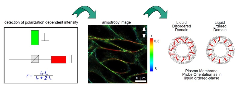 Measurement of steady-state and particularly time-resolved fluorescence anisotropy offers fascinating possibilities to study molecular orientation and mobility as well as processes that affect them. 