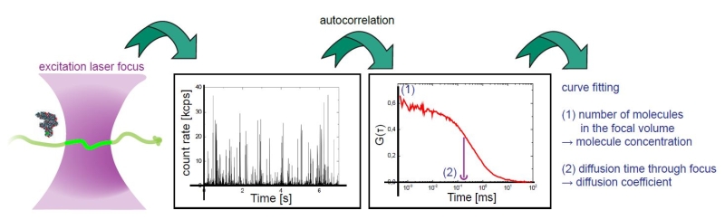 Fluorescence Correlation Spectroscopy (FCS) is a correlation analysis of temporal fluctuations of the fluorescence intensity.