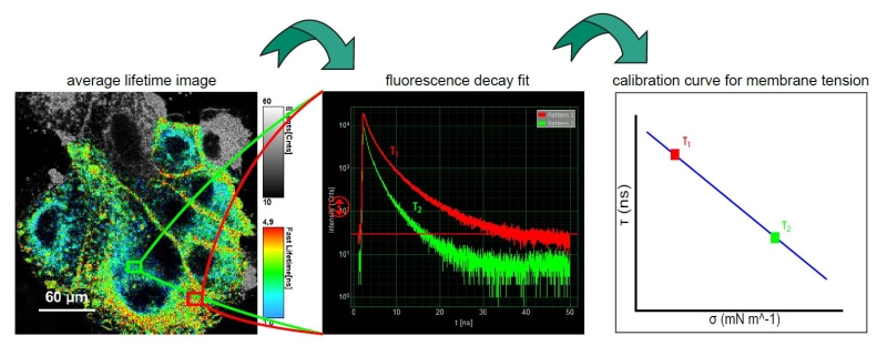 FLIM is a fluorescence imaging technique that resolves and displays the lifetimes of individual fluorophores rather than their emission spectra.