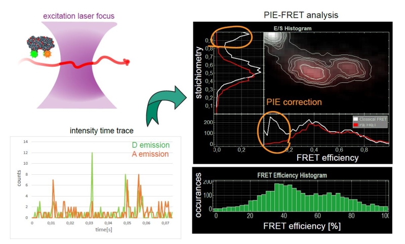 The FRET process is observed within a single molecule (bearing a donor and acceptor), or between interacting partners that are either freely diffusing through the confocal volume immobilized on a surface.