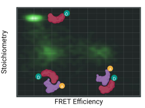 2D Histogram of stoichiometry versus FRET efficiency, showing three distinct populations of donor only, low FRET, and high FRET pairs. Data acquired from single molecules freely diffusing in solution through the confocal volume.