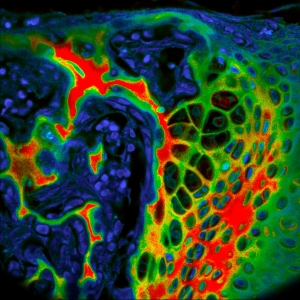 Fixed mouse embryo tissue autofluorescence.