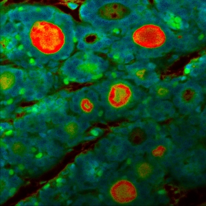 Fixed mouse embryo tissue autofluorescence.
