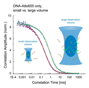 FCS curves of freely diffusing DNA labeled with Atto655, recorded with Luminosa in a small and a large observation volume. The difference of observation times in both volumes clearly shifts the FCS curve. (Image created with Biorender.com)