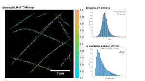 FLIM-dSTORM imaging of tubulin network in fixed COS7 cells with 10 nm localization precision, reconstructed from a confocal stack as described in Thiele, J. et al., ACS Nano 2020 14(10); Oleksiievets, N., et al., Nano Letters. 2022 22(15).