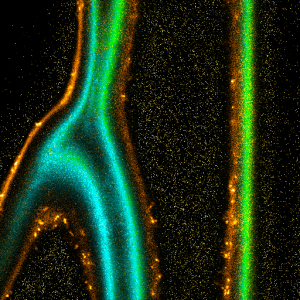 FLIM image of onion skin stained with membrane label di-4-ANEPPDHQ.  Fluorescence lifetime-based pattern matching was used to separate the membrane stain (orange) from spectrally overlapping autofluorescence (green-cyan).