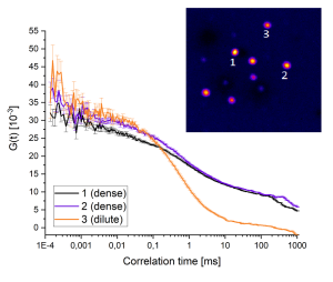 Synapsin condensates formed upon LLPS (see Hoffmann et al., J Mol Biol 2021). FCS traces from three locations show a marked difference in diffusion behavior in dense compared to dilute phase. Sample courtesy of Milovanovic group, DZNE Berlin, Germany