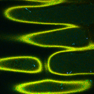 Support for external marker signals allow to perform Fluorescence Lifetime Imaging (FLIM)