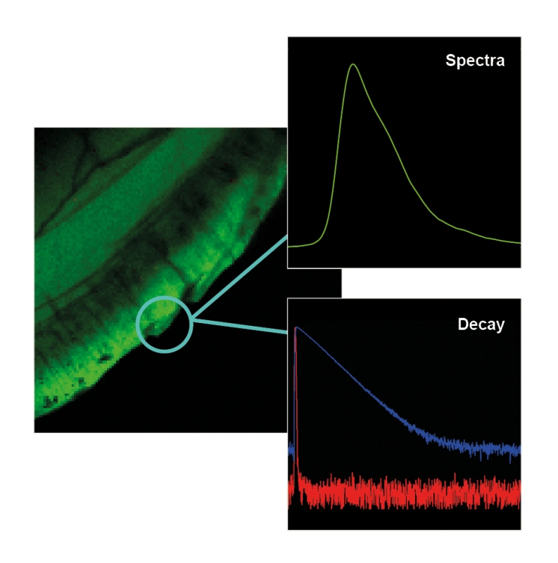 Spatial, spectral, and lifetime information from the same sample area