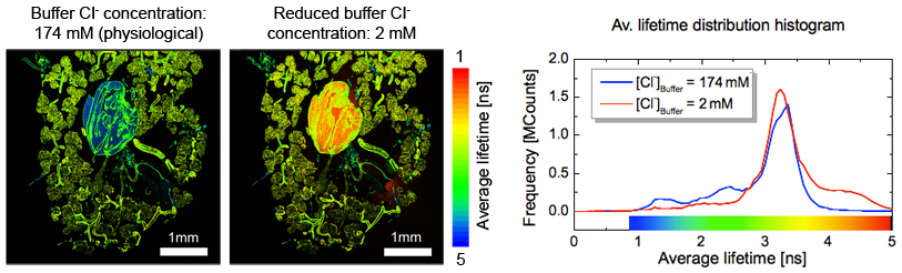 Fluorescence lifetime distribution in salivary glands of the american cockroach