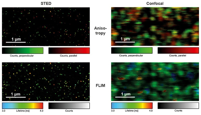 Examples of single molecule imaging performed with the MicroTime 200 STED