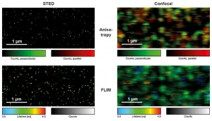 Example Single Molecule Imaging | MicroTime 200 STED