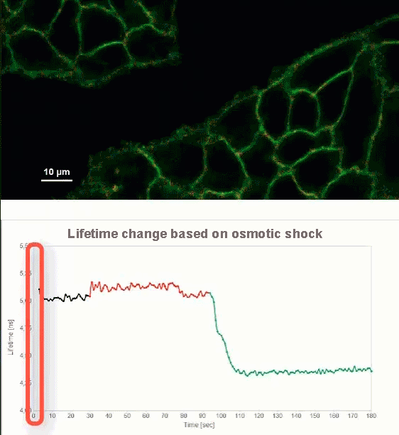 High-speed fluorescence lifetime imaging shows rapid membrane tension reduction in MDCK cells labeled with Flipper-TR following hyperosmotic shock.