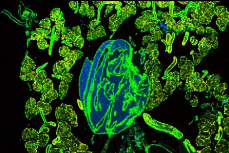 Two-Photon FLIM Image