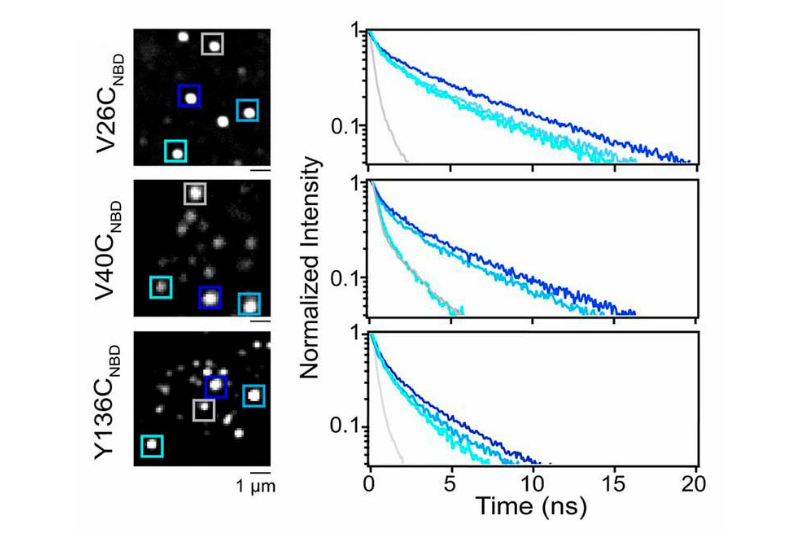 FLIM analysis of NBD-labeled α-synuclein variants on unroofed cell membranes reveals heterogeneous membrane binding and site-specific conformational states.