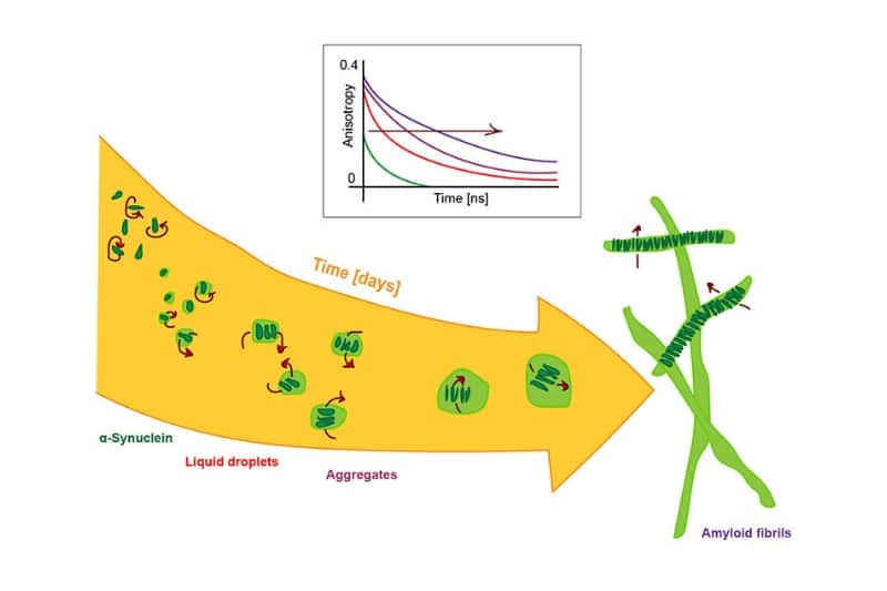 Schematic of alpha-synuclein phase separation and aggregation pathway
