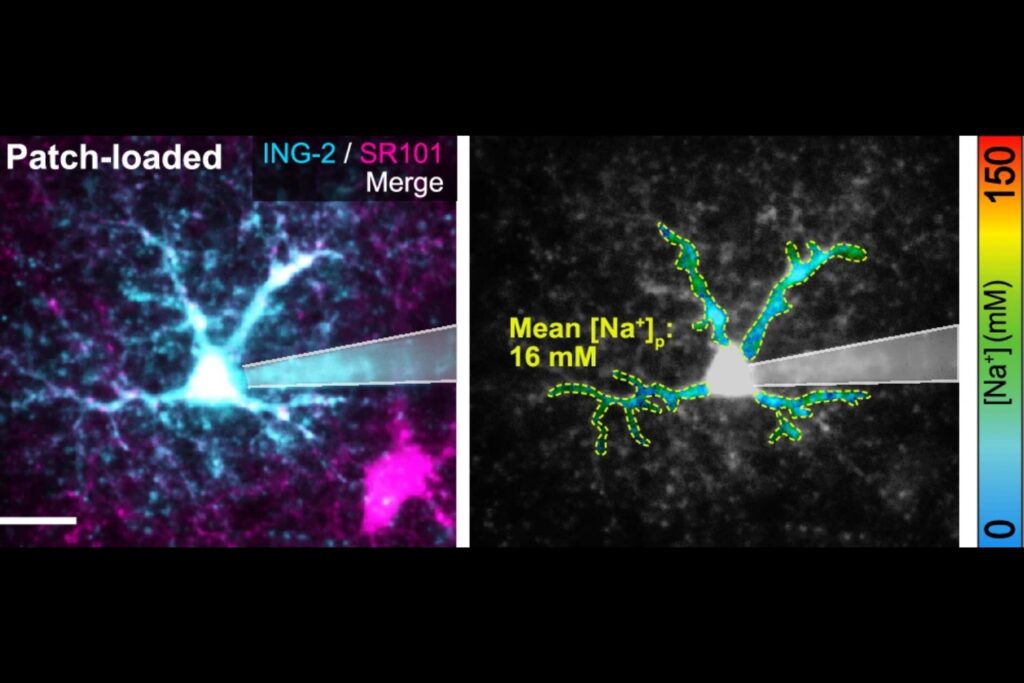 A patch-loaded astrocyte shown as merged ING-2 and SR101 fluorescence intensity images on the left and as a color-coded ING-2 fluorescence lifetime image on the right. The analyzed astrocytic processes exhibited a mean intracellular Na⁺ concentration of 16 mM.