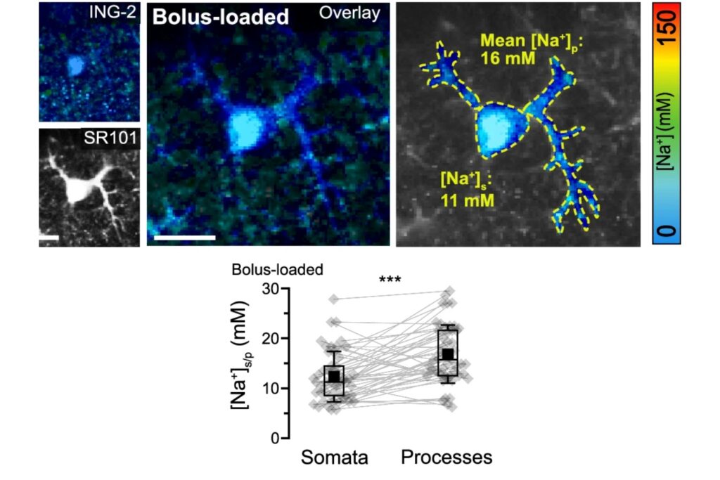 FLIM images of a bolus loaded astrocyte show a lower intracellular Na⁺ concentration in the soma than in its processes. Paired measurements from 50 astrocytes across six tissue slice preparations confirmed significantly higher Na⁺ concentrations in astrocytic processes than in the corresponding somata (p = 5.34 × 10⁻⁶).