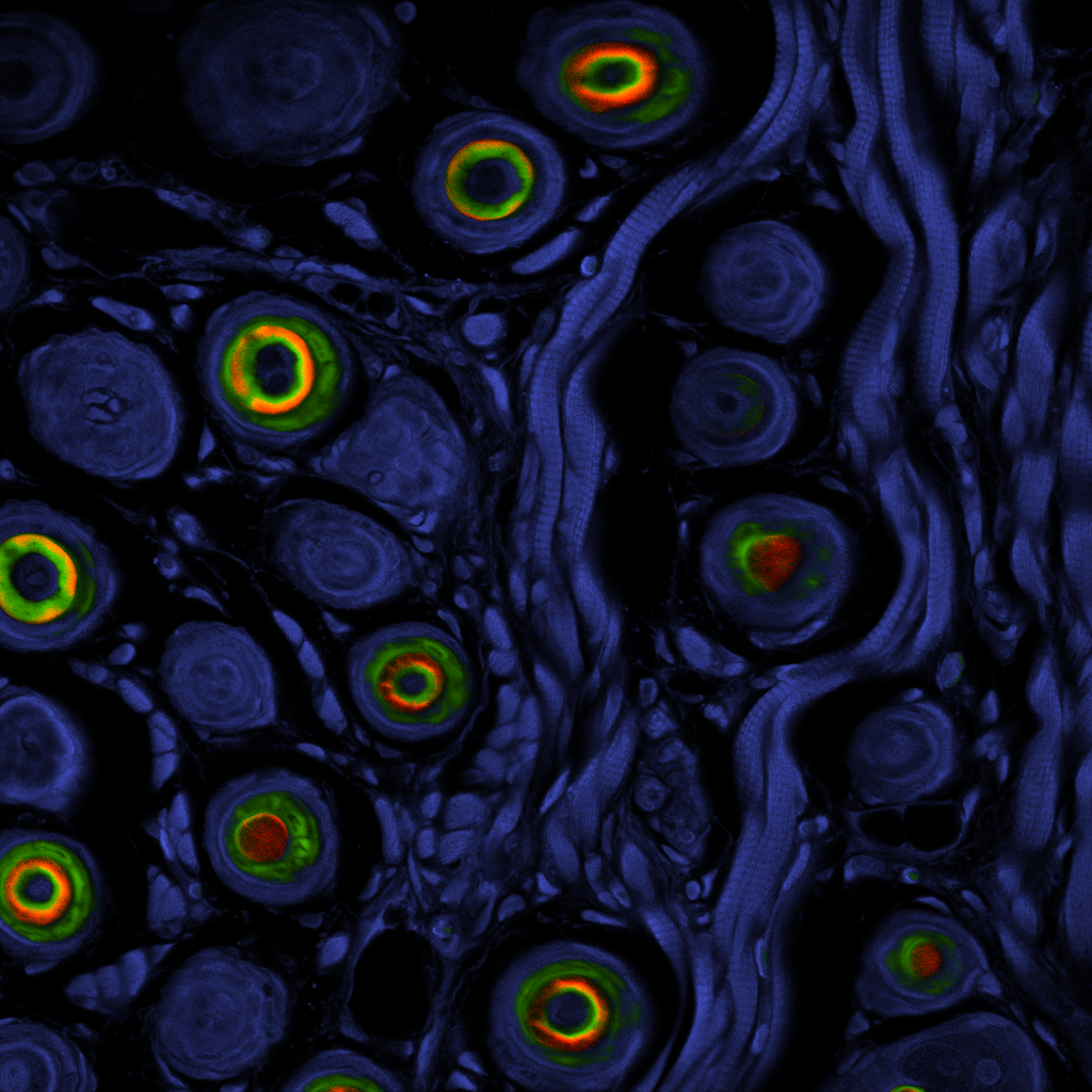 Component-resolved FLIM image of mouse tissue showing spatially resolved lifetime components across the tissue section.