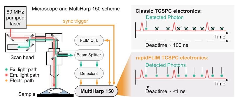 Fluorescence lifetime imaging maps of intracellular sodium concentration in hippocampal neurons during baseline, severe chemical ischemia, and recovery, with and without TRPV4 inhibition.