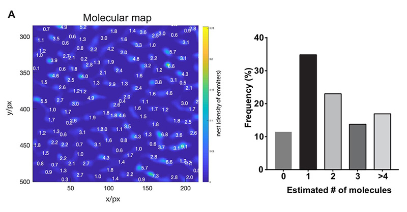 Molecular density map obtained by Counting by Photon Statistics (CoPS) together with a histogram showing the estimated number of molecules per observation spot.