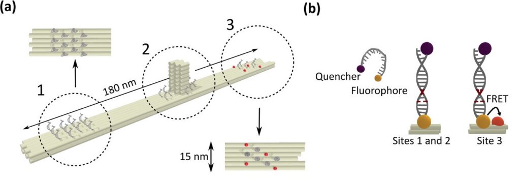 DNA origami structure with three DNA-PAINT docking sites, including a FRET-active region adjacent to fixed ATTO 647N acceptors.