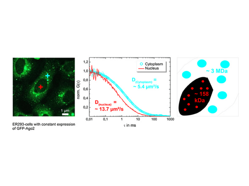 FCS measurement of GFP-Ago2 in nucleus and cytoplasm