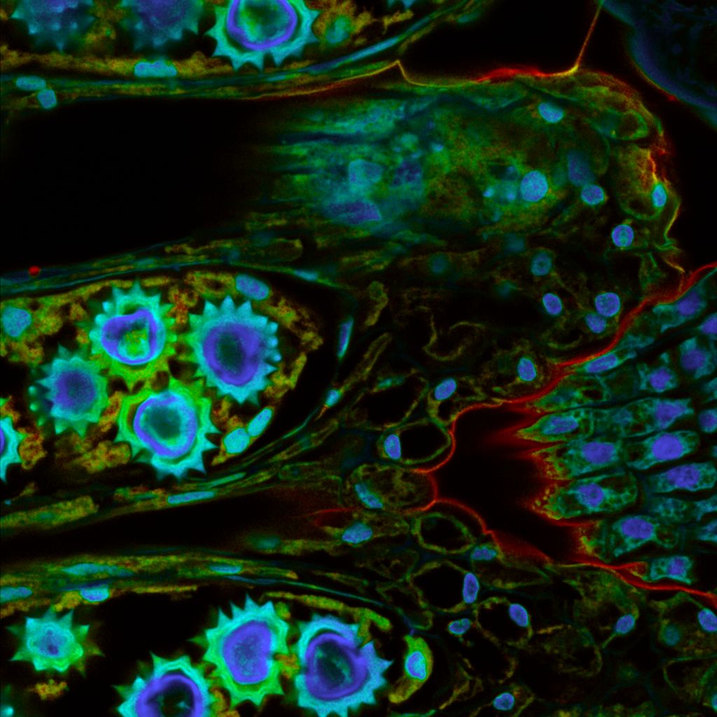 FLIM image of daisy pollen grains showing spatial variations in autofluorescence lifetimes, with shorter lifetimes in blue and longer lifetimes in red.