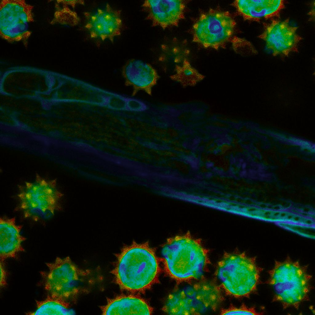 Fluorescence lifetime imaging microscopy image of daisy tissue showing autofluorescence lifetime distribution across floral structures.