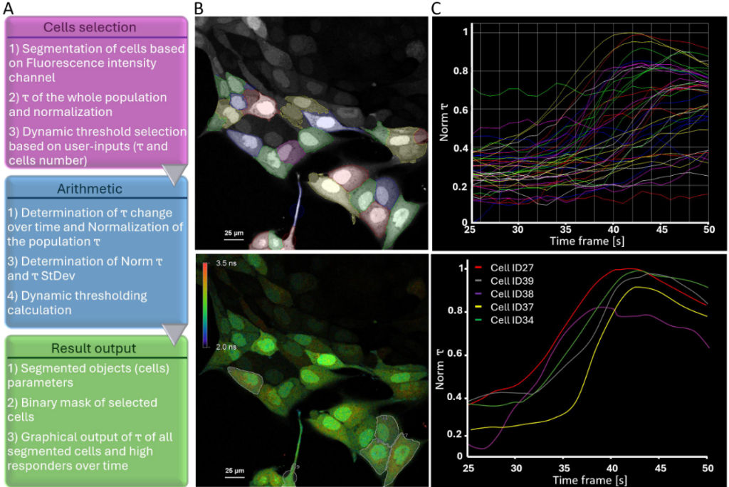 Workflow for dynamic threshold selection of high-responder cells based on normalized fluorescence lifetime changes over time