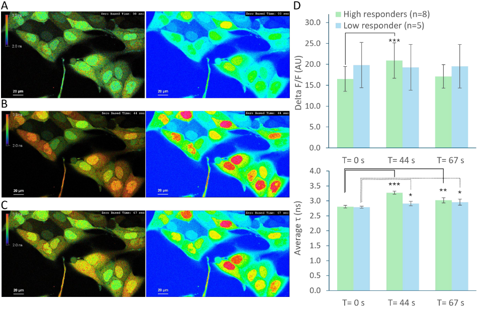 Time-lapse fluorescence lifetime and intensity images of MDCK cells loaded with Oregon Green BAPTA-1 showing differential lifetime shifts after ATP stimulation