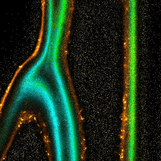 FLIM image of onion epidermis stained with the membrane dye di-4-ANEPPDHQ. Lifetime-based pattern matching separates membrane signal from spectrally overlapping autofluorescence.