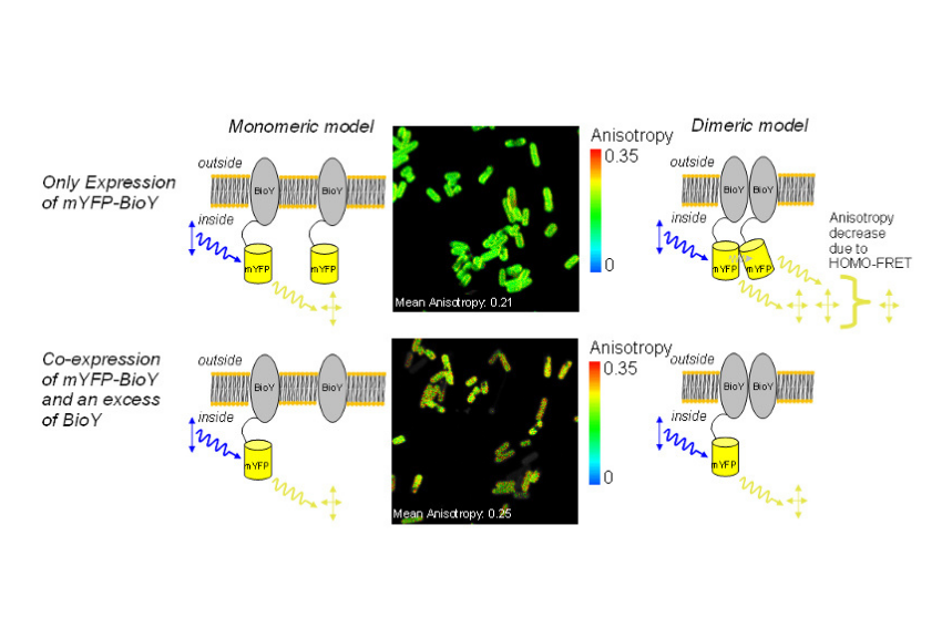 Fluorescence anisotropy imaging of mYFP-BioY in E. coli cells showing reduced anisotropy