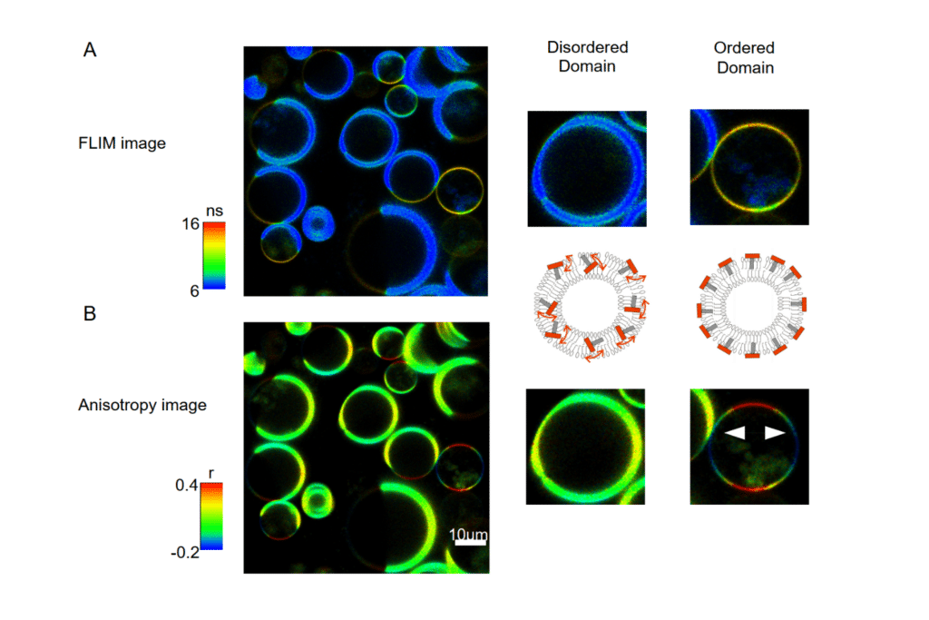 Fluorescence anisotropy image of ordered and disordered GUV domains