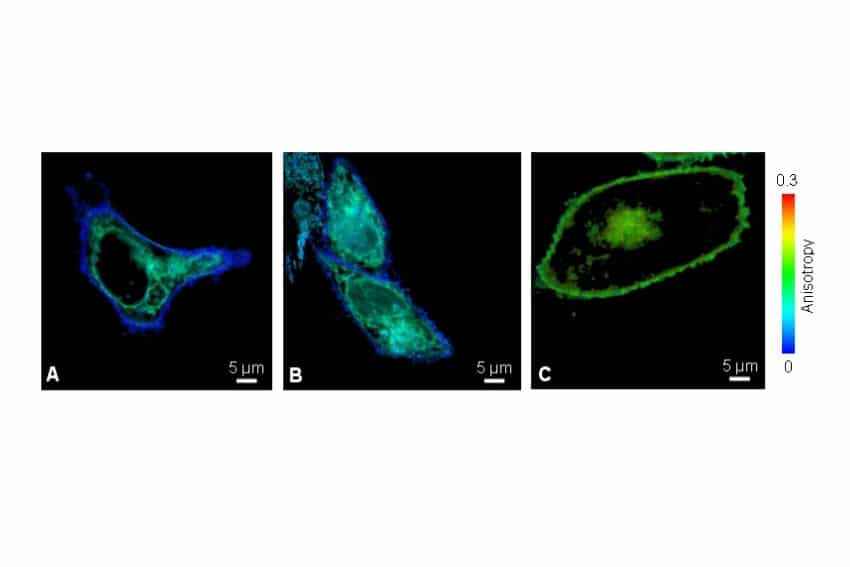 Fluorescence anisotropy imaging of v.m.p.-mYFP in living CHO cells