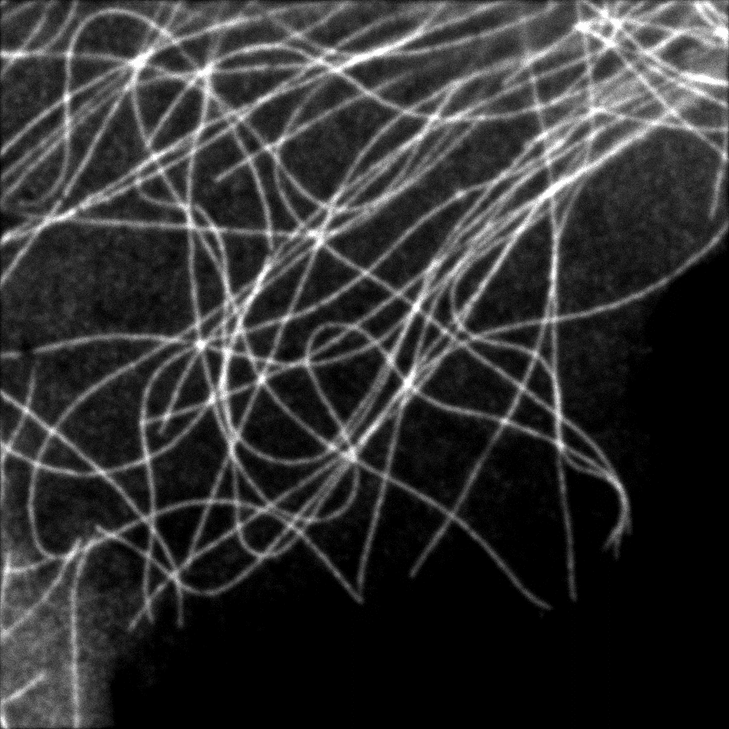 Resolution-enhanced microtubule image obtained by ISM pixel reassignment showing improved structural detail