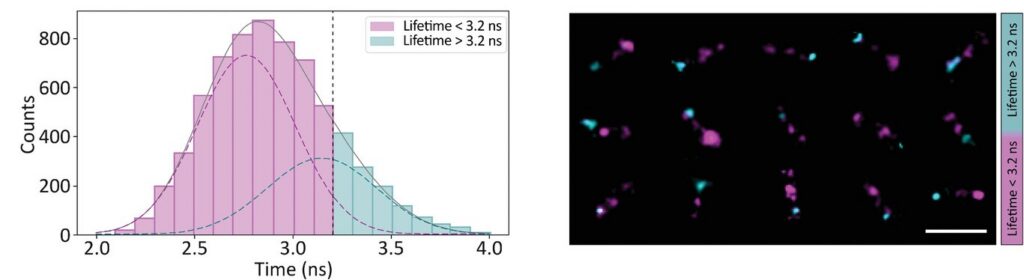 Left: Distribution of fluorescence lifetimes for all localized single-molecule events within a field of view. The data are described by two Gaussian populations corresponding to donor-only emission and FRET-active events. A lifetime threshold of 3.2 ns separates non-FRET and FRET localizations. Right: Super-resolution FLIM reconstruction of DNA origami structures using binary lifetime classification based on the threshold shown on the left. Scale bar: 200 nm.