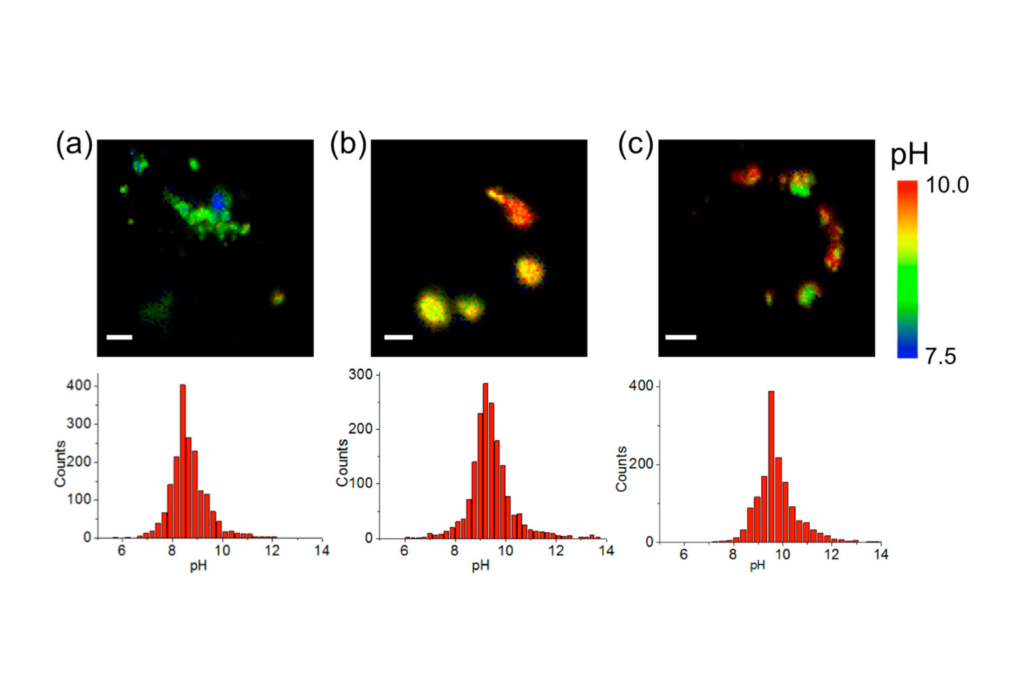 Fluorescence lifetime imaging maps mitochondrial pH in breast cancer cell lines using quantum dot nanosensors to quantify metabolic changes.