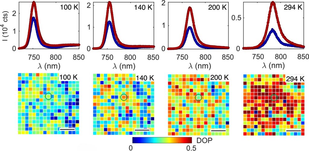 Spin-resolved photoluminescence spectra and spatial DOP maps show valley-selective emission from MoSe2 across temperatures from 100 K to room temperature. The polarization contrast is strongest at 294 K. Figure from Pan et al. (2026).