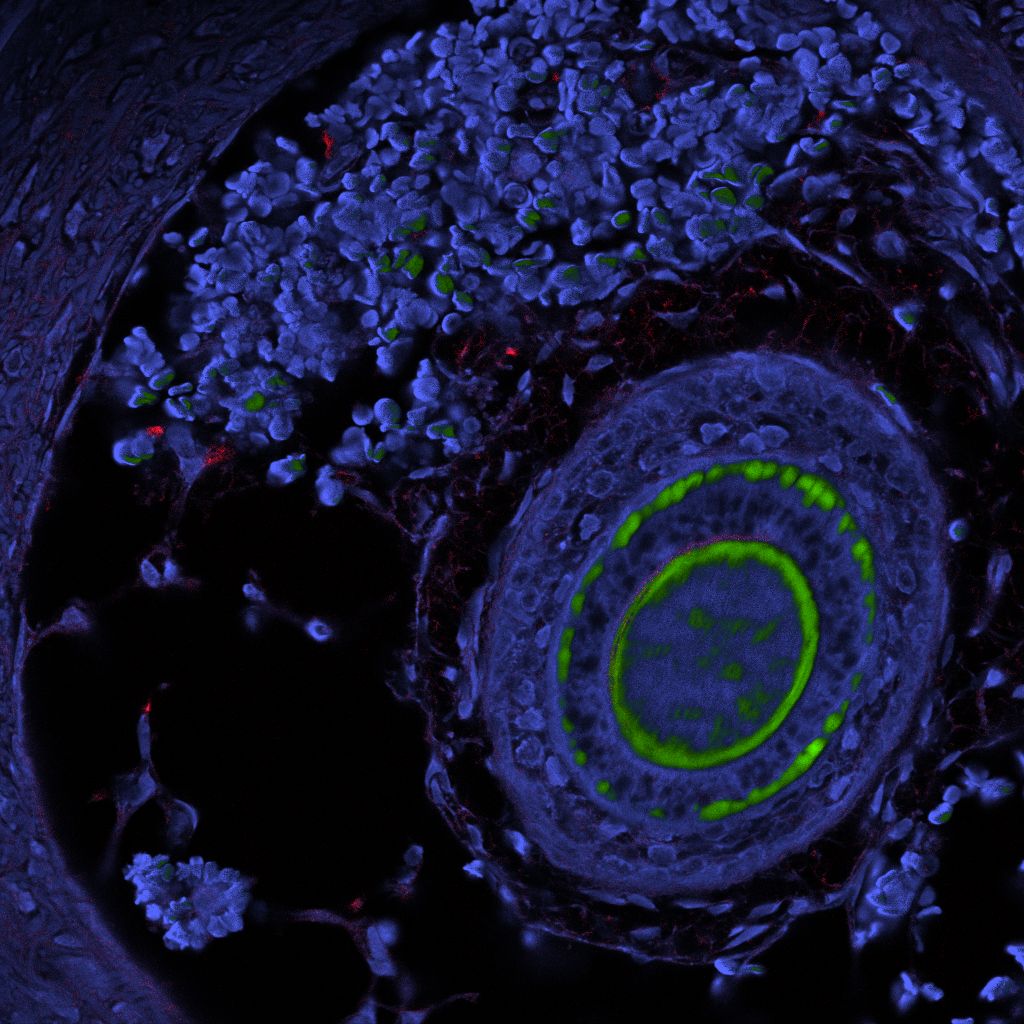 Component-resolved FLIM image of mouse tissue highlighting multiple fluorescence lifetime populations and metabolic heterogeneity.