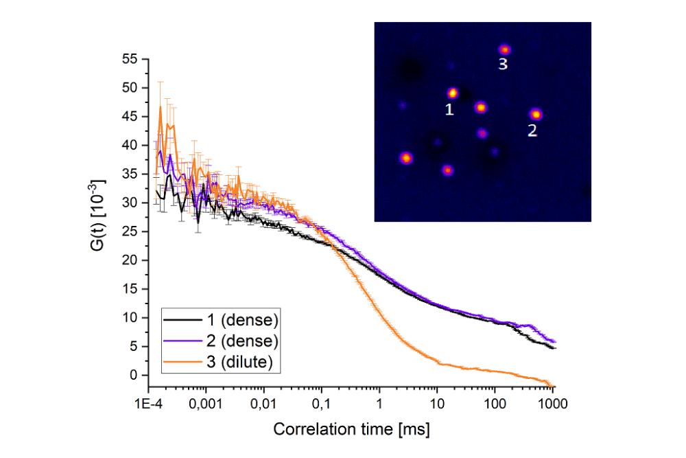 Multi-point Fluorescence Correlation Spectroscopy curves showing diffusion differences of synapsin-1 in dilute and dense phases.