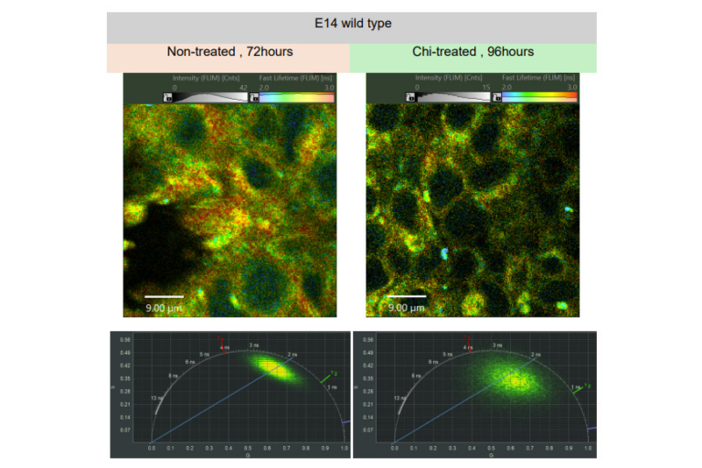 State Profiling Metabolic State Profiling of Organoids with FLIM | PicoQuant