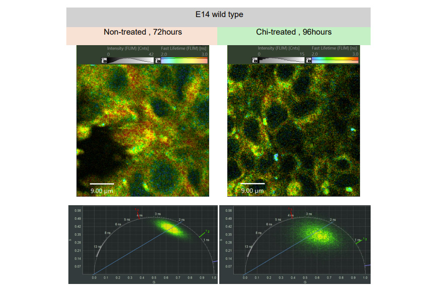 Figures as displayed in NovaFLIM software