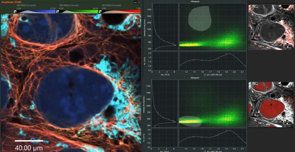 FLIM data analysis in NovaFLIM software showing cellular lifetime image with ROI selection and parameter histograms.