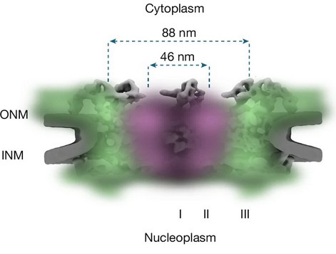 Schematic representation of the nuclear pore complex highlighting the spatially stratified organization of the central channel.