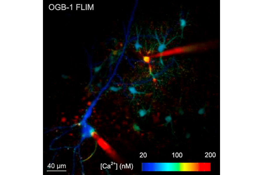 FLIM image of OGB-1-loaded CA1 neurons and astroglia