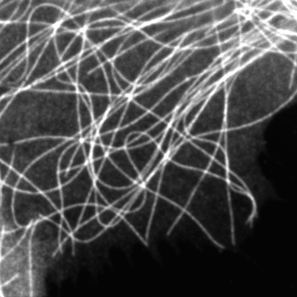 Summed intensity image from PDA-23 detector showing confocal-like microtubule structures