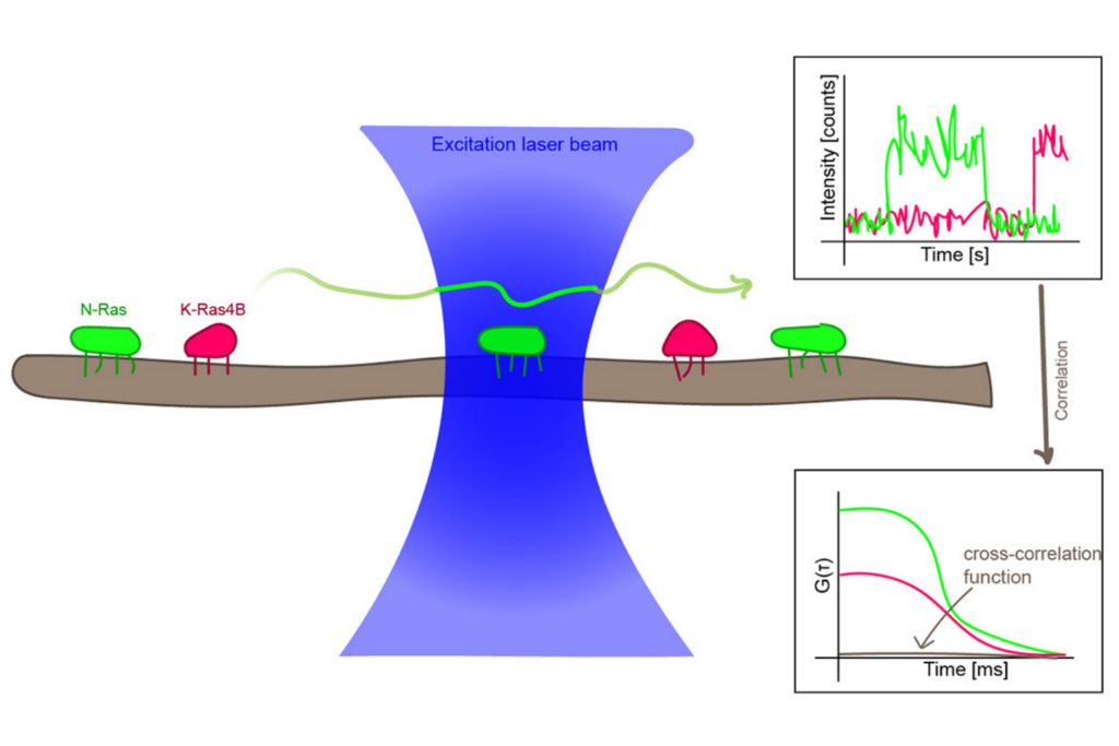 Pulsed interleaved excitation fluorescence cross-correlation spectroscopy (PIE-FCCS) measures colocalization and diffusion of N-Ras and K-Ras4B lipoproteins in model lipid membranes.