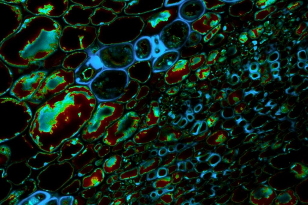 Fluorescence lifetime imaging microscopy of plant tissue showing structural organization through intrinsic autofluorescence from plant cell components.